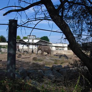 Asian Elephant Outdoor Enclosure - 01/10/2011
