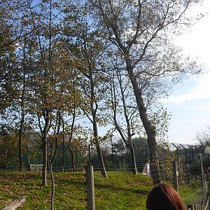 Black-and-gold Howler Monkey Enclosure - 01/10/2011