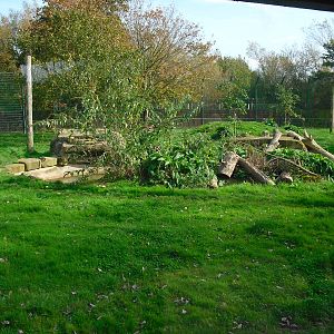 Amur Tiger Enclosure - 01/10/2011