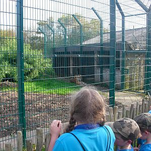 Amur Tiger Enclosure - 01/10/2011