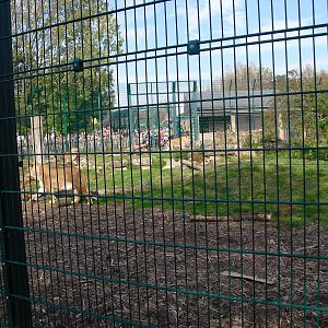 Lion Enclosure - 01/10/2011