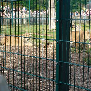 Lion Enclosure 01/10/2011