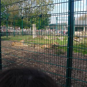 Lion Enclosure 01/10/2011