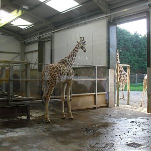 Giraffe House - 01/10/2011