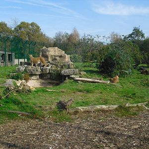 Lion Enclosure - 01/10/2011