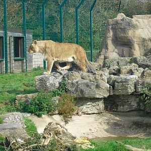 Lioness - 01/10/2011