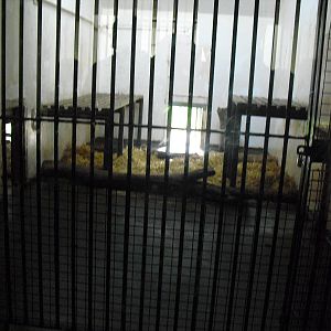 Lion Dens - 01/10/2011