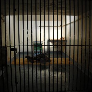 Lion Dens - 01/10/2011