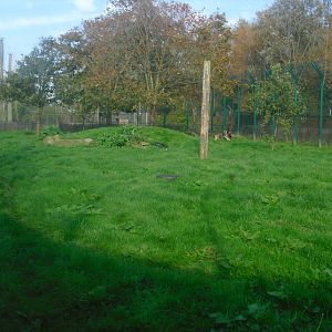 Amur Tiger Enclosure - 01/10/2011
