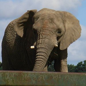 African elephant 11/08/08