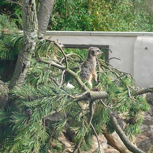 Outdoor Meerkat Enclosure - 01/10/2011
