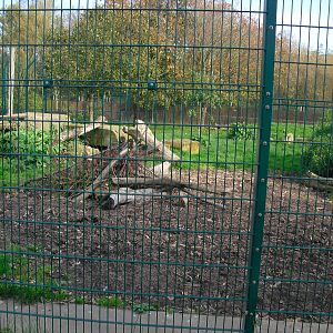 Lion Enclosure 01/10/2011