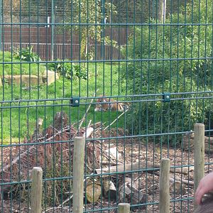 Amur Tiger Enclosure 01/10/2011