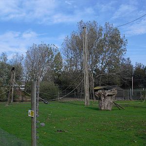 Colombian Black Spider Monkey Enclosure - 01/10/2011