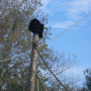 Colombian Black Spider Monkey - 01/10/2011