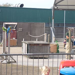 Parrot Show - 01/10/2011