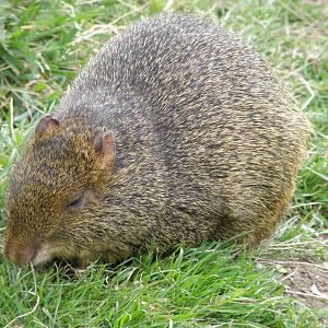 Agouti April 09