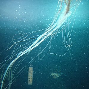 Northern Sea Nettle at Berlin Zoo Aquarium, 31/08/11
