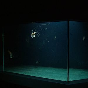 Sea Nettle Exhibit at Berlin Zoo Aquarium, 31/08/11