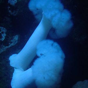 Plumed Anemone at Berlin Zoo Aquarium, 31/08/11