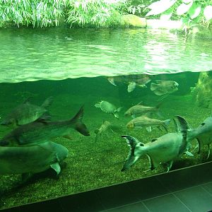 Asian River Exhibit at Berlin Zoo Aquarium, 31/08/11