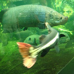 Arapaima and Red-tailed Catfish at Berlin Zoo Aquarium, 31/08/11