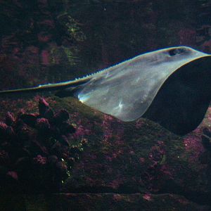 Pelagic Stingray at Berlin Zoo Aquarium, 31/08/11