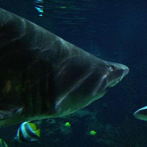 Sand Tiger at Berlin Zoo Aquarium, 31/08/11