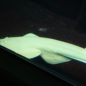 Guitarfish at Berlin Zoo Aquarium, 31/08/11