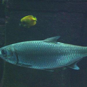Indo-Pacific Tarpon at Berlin Zoo Aquarium, 31/08/11