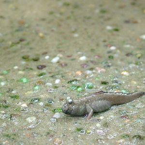 Mudskipper at Berlin Zoo Aquarium, 31/08/11