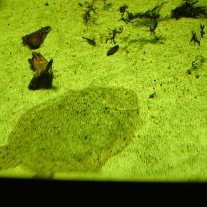 American Sole at Berlin Zoo Aquarium, 31/08/11