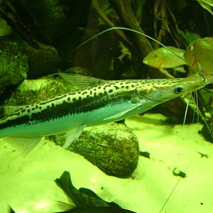 Striped Shovel-nose Catfish at Berlin Zoo Aquarium, 31/08/11