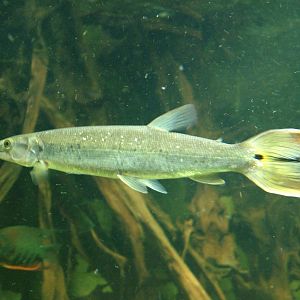 Orange-tailed Pike Characin at Berlin Zoo Aquarium, 31/08/11