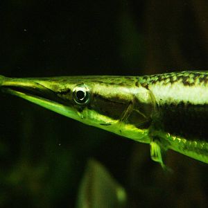 Striped Pike Characin at Berlin Zoo Aquarium, 31/08/11