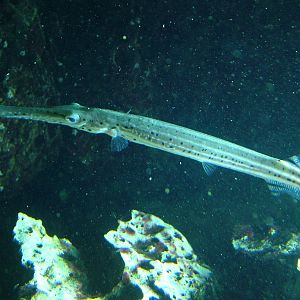 Chinese Trumpetfish at Berlin Zoo Aquarium, 31/08/11