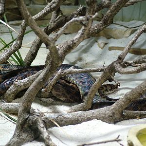 Spotted Python at Berlin Zoo Aquarium, 31/08/11