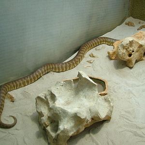 Woma at Berlin Zoo Aquarium, 31/08/11