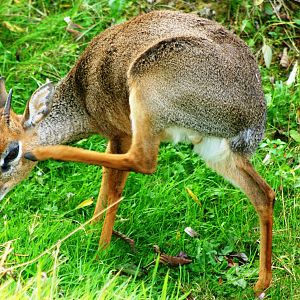 Kirk's dik-dik; Colchester; 1st October 2011