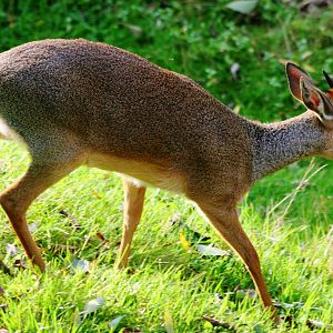 Kirk's dik-dik; Colchester; 1st October 2011