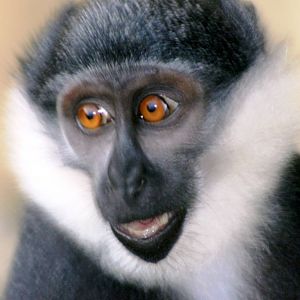 Young L'Hoest's monkey; Colchester; 1st October 2011