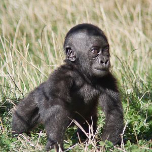 Young Gorilla - 30/09/2011