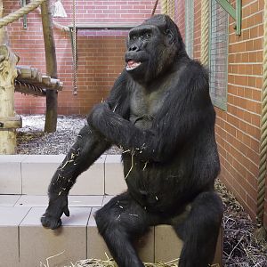 Gorilla at Twycross - 30/09/2011