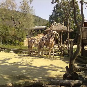 Everland Zoo