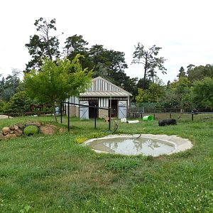 Children's Zoo - Pot-Bellied Pig Exhibit