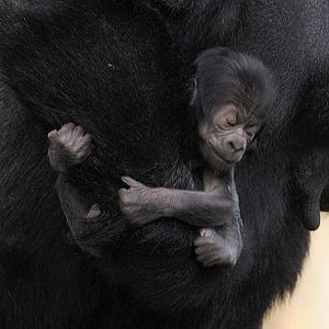 Baby gorilla