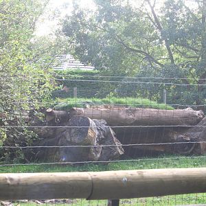 Enclosure renovation (kangaroos-anteaters)