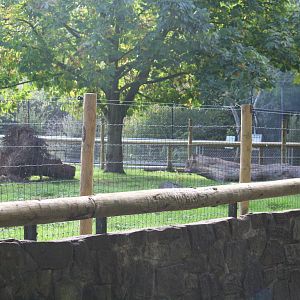 Enclosure renovation (kangaroos-anteaters)