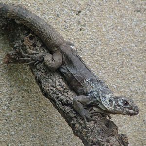 Guatemalan Spiny-tailed Iguana at Berlin Zoo Aquarium, 31/08/11
