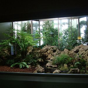Tuatara Exhibit at Berlin Zoo Aquarium, 31/08/11